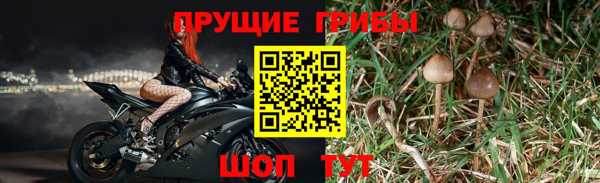 Галлюциногенные грибы Psilocybe Ессентуки