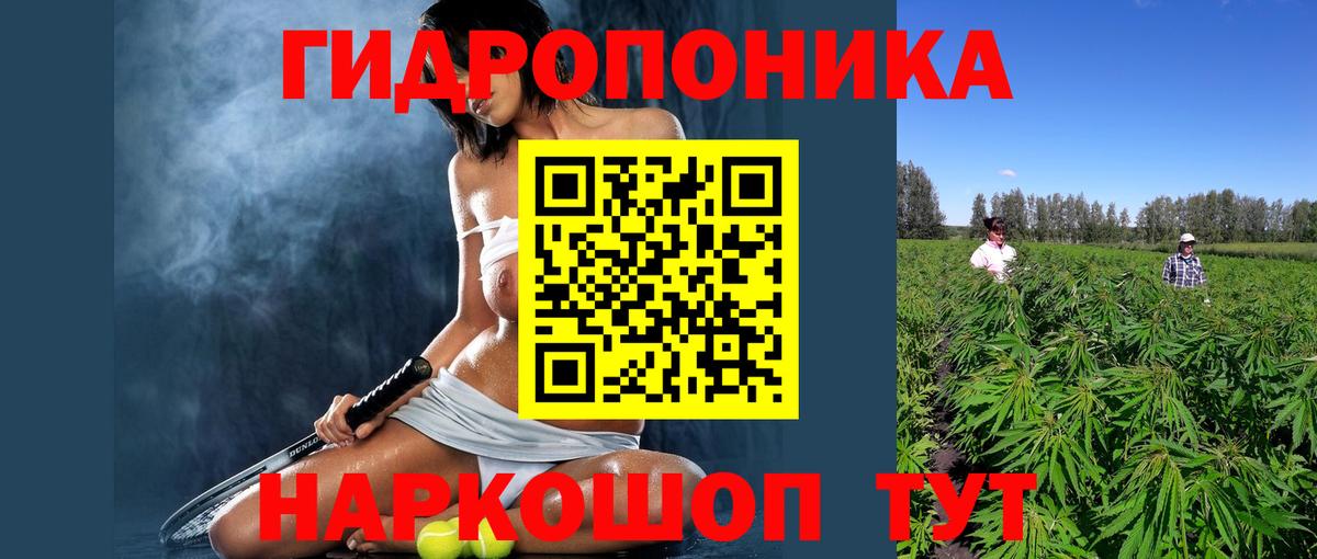 Шишки марихуана марихуана Ессентуки
